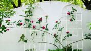 4 Pack Metal Garden Trellis 71" x 19.7" Rustproof Trellis for Climbing Plants Outdoor Flower Support